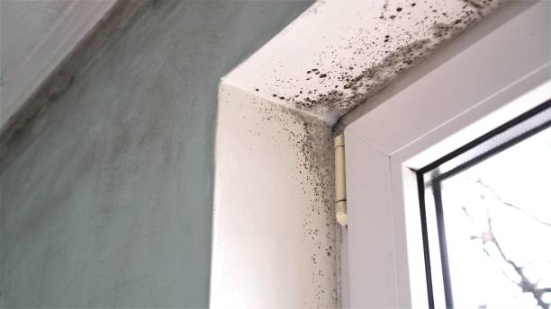 Best Attic Mold Removal  in Towson, MD