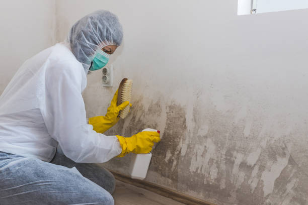 Best Residential Mold Removal  in Towson, MD