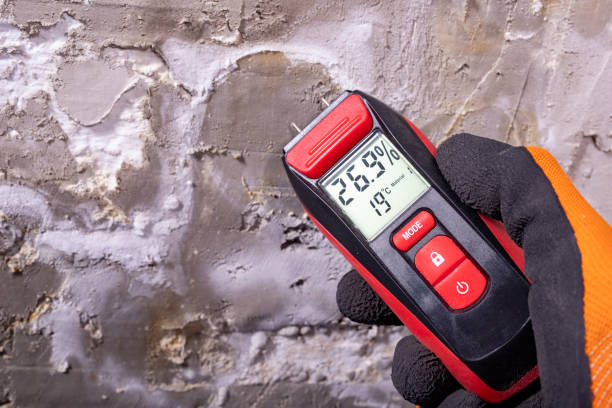 Trusted Towson, MD Mold Removal Experts