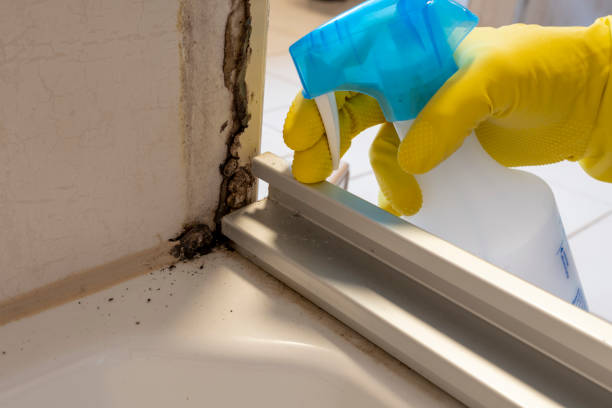 Best Mold Remediation  in Towson, MD