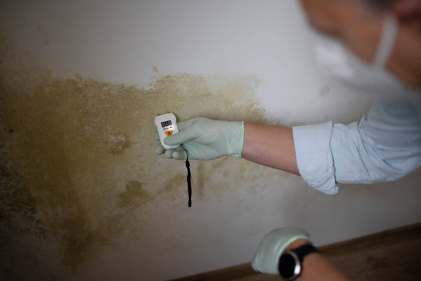Attic Mold Removal in Towson, MD