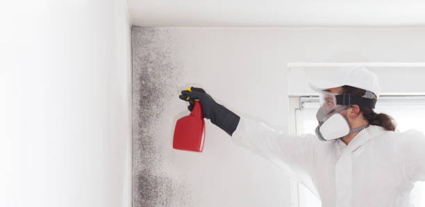 Best Emergency Mold Removal  in Towson, MD
