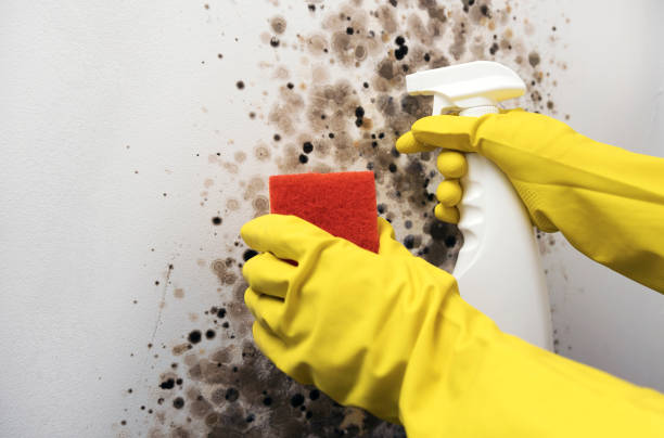Best Best Mold Removal Companies  in Towson, MD