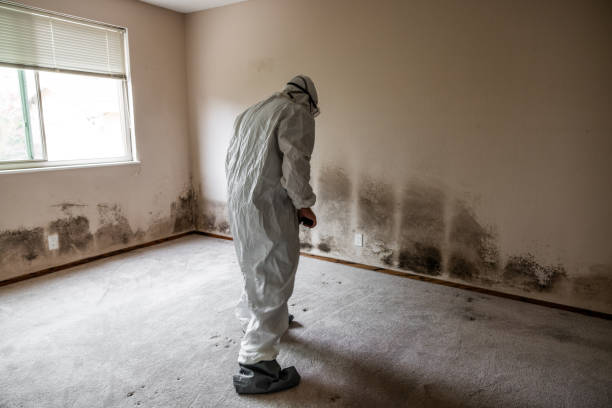 Best Mold Removal Company Near Me  in Towson, MD