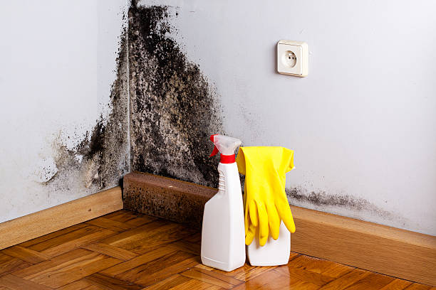 Certified Mold Removal in Towson, MD