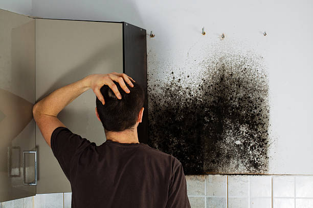 Best Mold Testing  in Towson, MD