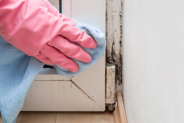 Best Fast Mold Removal  in Towson, MD