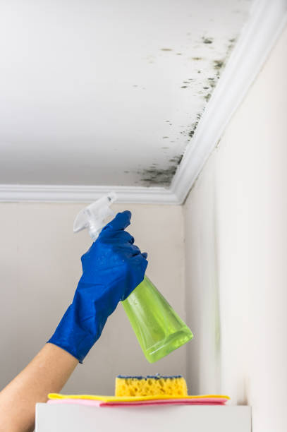 Best Mold Remediation  in Towson, MD