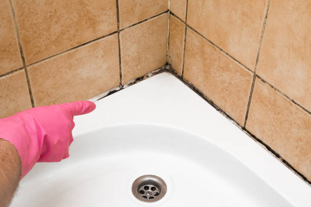  Towson, MD Mold Removal Pros