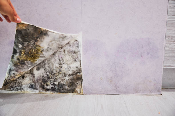 Best Certified Mold Removal  in Towson, MD